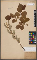 Foto von Salix caprea L.